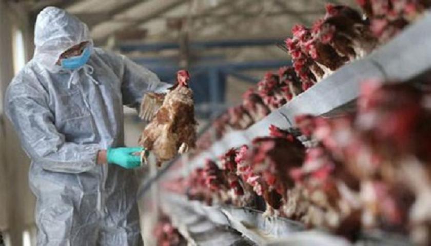 تدابیر ویژه اقلیم کردستان برای مقابله با شیوع آنفولانزای پرندگان