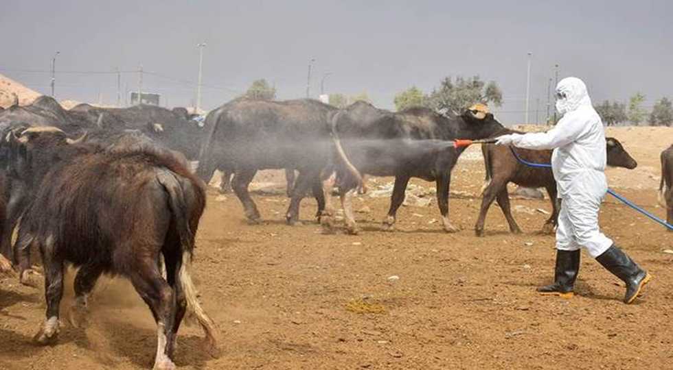 مورد جدید تب کریمه کنگو در اقلیم کردستان گزارش شد