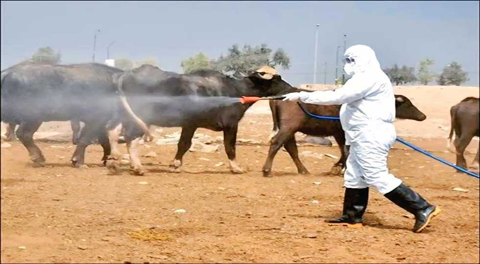 حاڵەتێكی نوێی توشبون بە تای خوێنبەربون لە هەولێر تۆماركرا