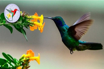 جشنواره‌ی گل و پرنده در اربیل برگزار می‌شود