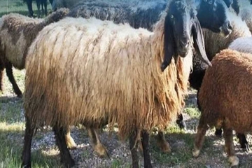 دوو هەفتەی پێش هاتنی جەژنی قوربان هاوردەكردنی ئاژەڵ قەدەغە دەكرێت