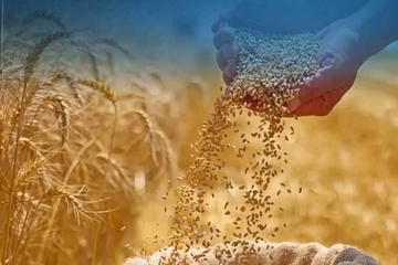 لە دهۆك بەرهەمی گەنمی ئەمساڵ لە %50 كەمیكردووە