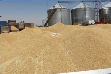 زیاتر لە دوو ملیۆن تۆن بەرهەمی گەنمی جوتیارانی عیراق رادەستی سایلۆكان كراوە