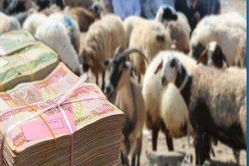 نرخی ئاژەڵ هەرزان بووەودابەشنەكردنی مووچە بازاڕی ئاژەڵفرۆشانی وەستاندووە