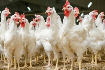 بەهۆی نەخۆشییەوە، نرخی مریشك گرانبوو
